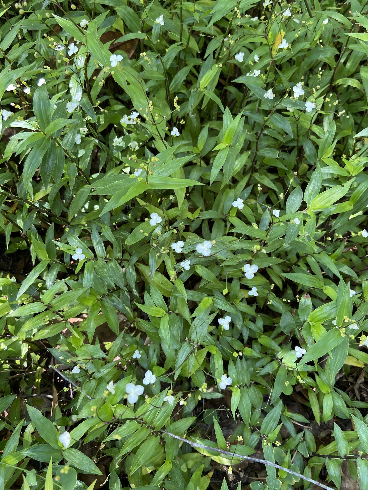 Gibasis pellucida